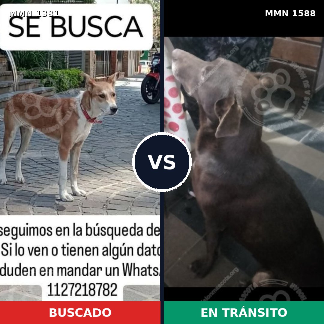 Comparativa MMS 32344: mascota perdida y mascota encontrada, 64% de similitud