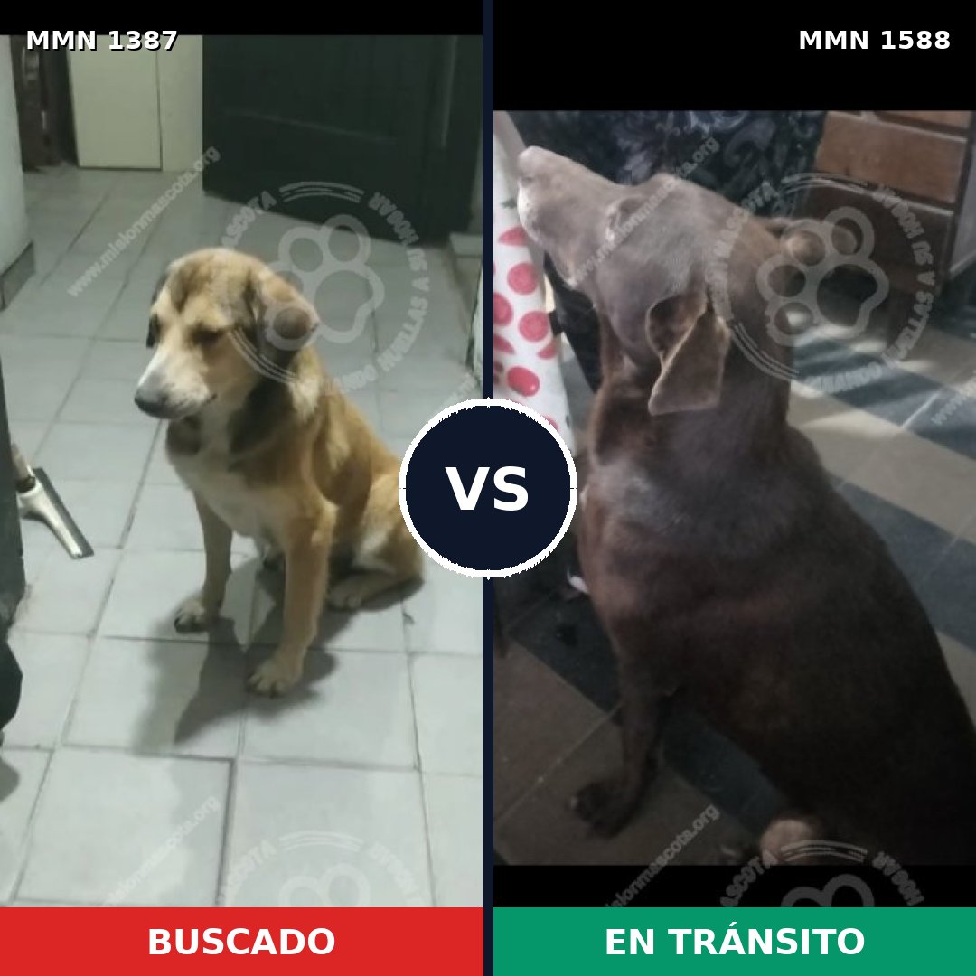 Comparativa MMS 32345: mascota perdida y mascota encontrada, 49% de similitud
