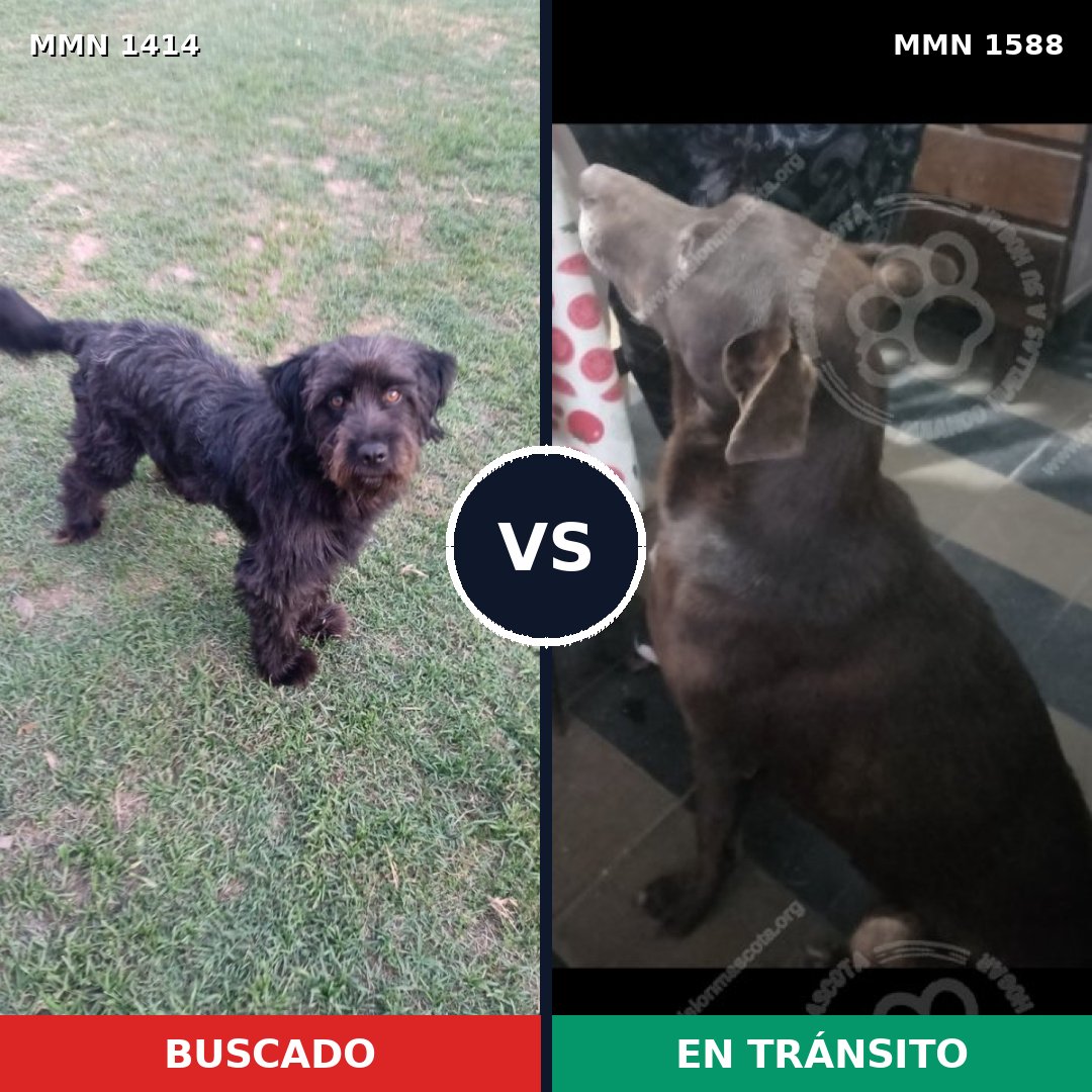 Comparativa MMS 32347: mascota perdida y mascota encontrada, 37% de similitud