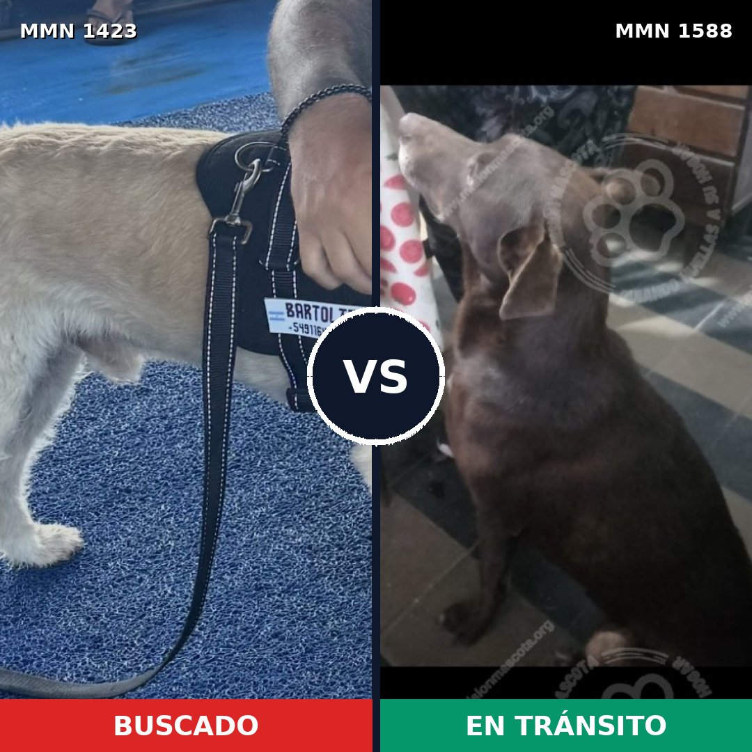 Comparativa MMS 32348: mascota perdida y mascota encontrada, 58% de similitud