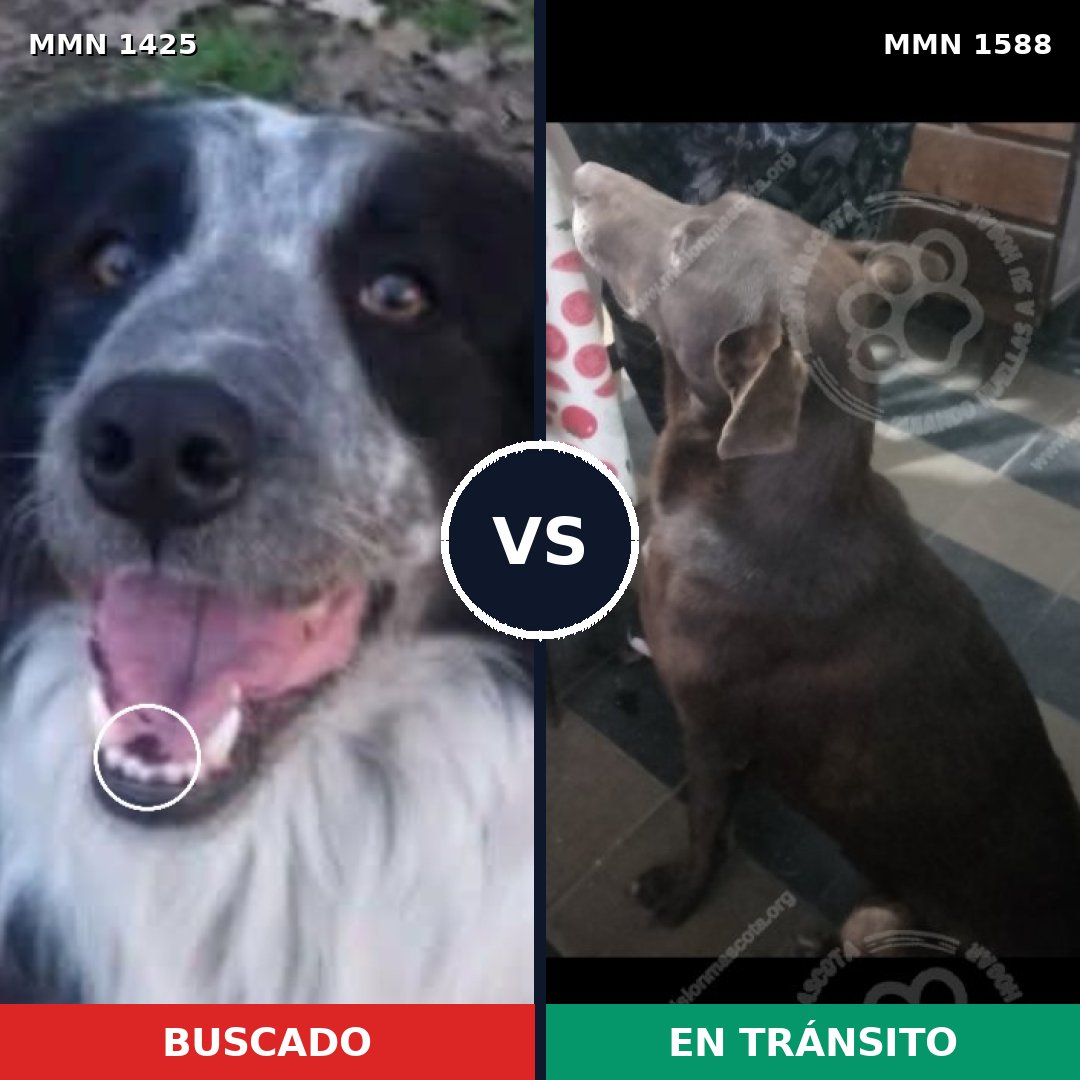 Comparativa MMS 32349: mascota perdida y mascota encontrada, 27% de similitud