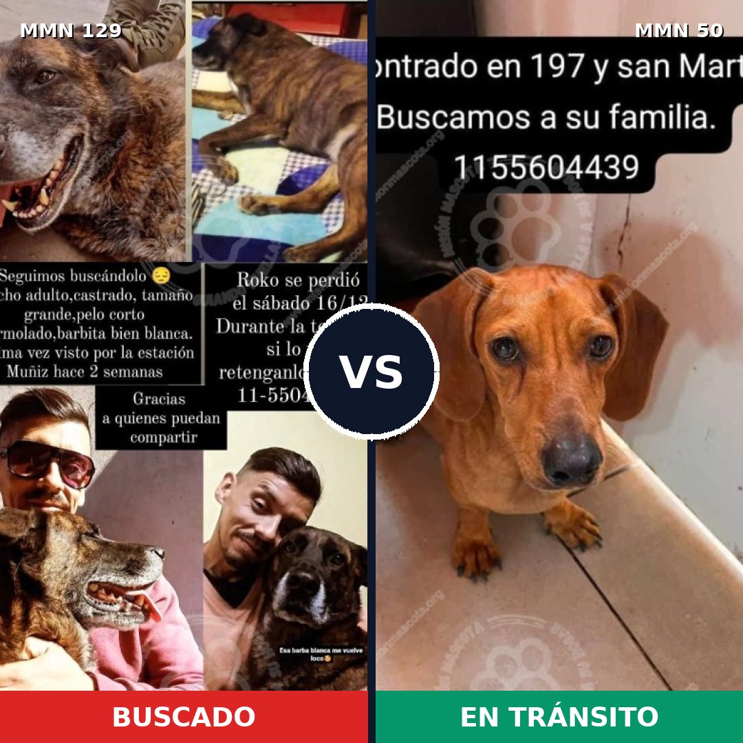 Comparativa MMS 3235: mascota perdida y mascota encontrada, 23% de similitud