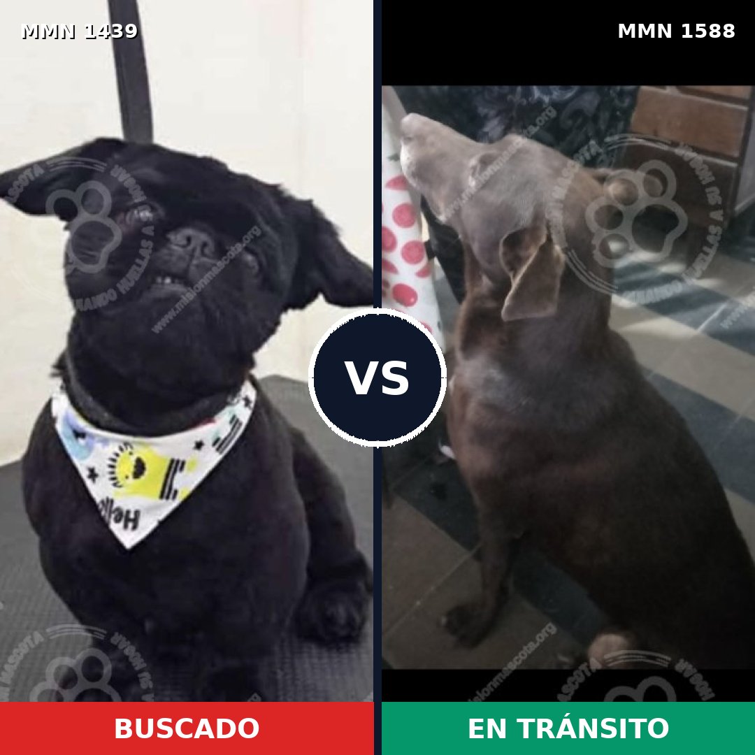Comparativa MMS 32351: mascota perdida y mascota encontrada, 17% de similitud