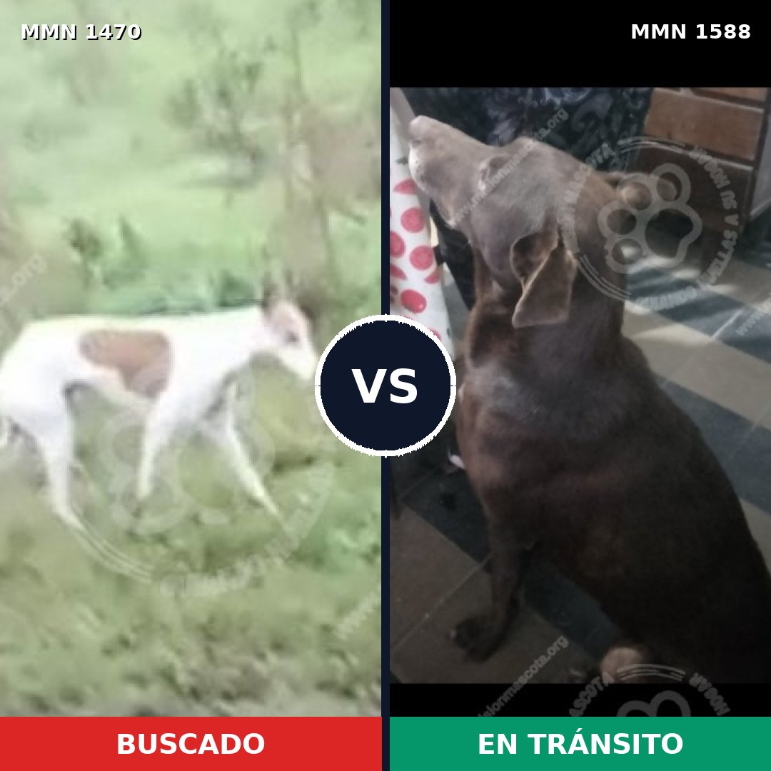 Comparativa MMS 32352: mascota perdida y mascota encontrada, 36% de similitud