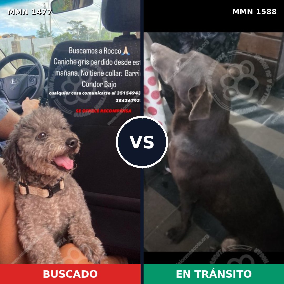Comparativa MMS 32353: mascota perdida y mascota encontrada, 37% de similitud