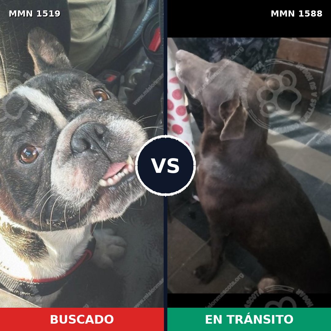 Comparativa MMS 32354: mascota perdida y mascota encontrada, 37% de similitud