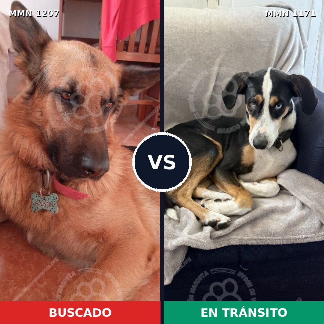 Comparativa MMS 32355: mascota perdida y mascota encontrada, 34% de similitud