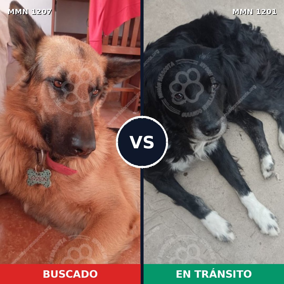 Comparativa MMS 32357: mascota perdida y mascota encontrada, 43% de similitud