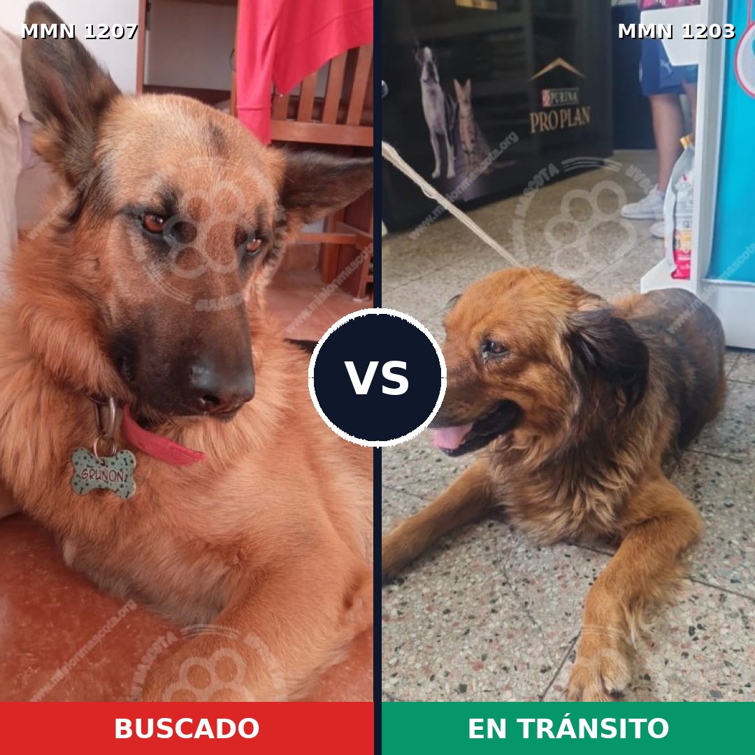 Comparativa MMS 32358: mascota perdida y mascota encontrada, 28% de similitud