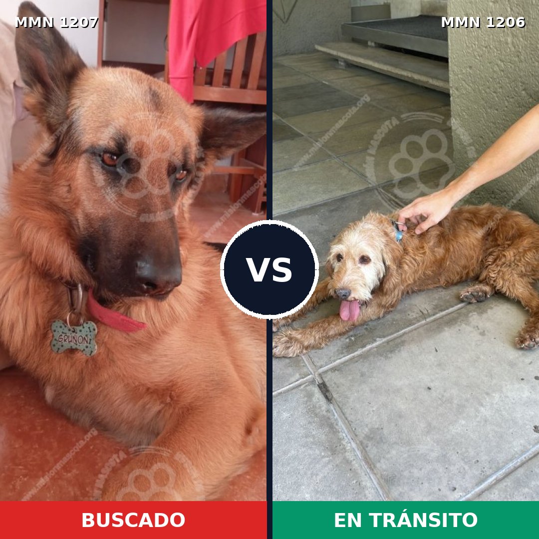 Comparativa MMS 32359: mascota perdida y mascota encontrada, 29% de similitud