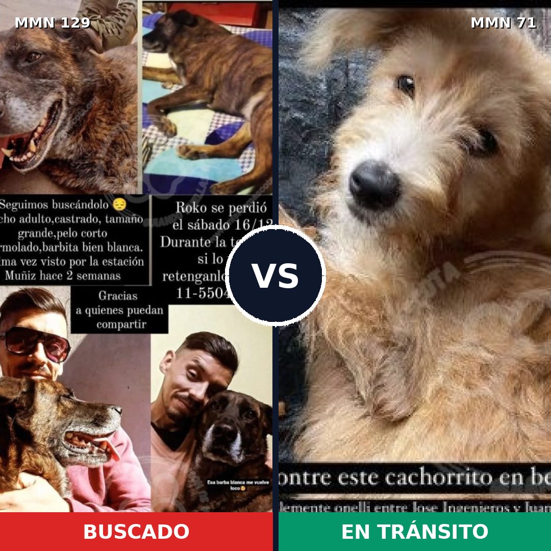 Comparativa MMS 3236: mascota perdida y mascota encontrada, 6% de similitud