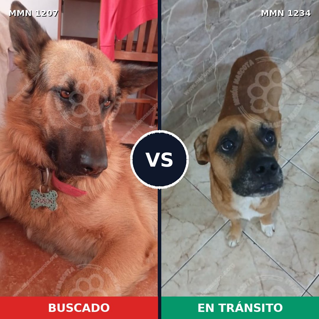 Comparativa MMS 32360: mascota perdida y mascota encontrada, 35% de similitud