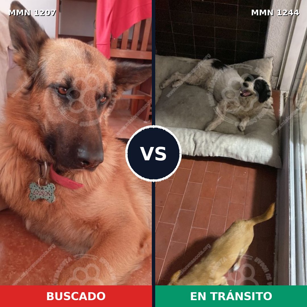 Comparativa MMS 32361: mascota perdida y mascota encontrada, 27% de similitud
