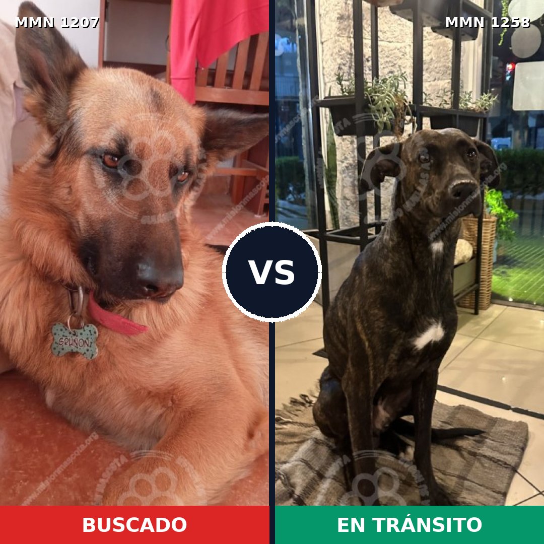 Comparativa MMS 32362: mascota perdida y mascota encontrada, 32% de similitud
