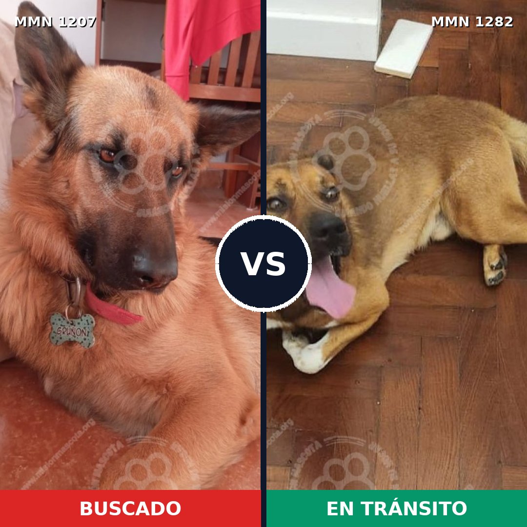 Comparativa MMS 32364: mascota perdida y mascota encontrada, 23% de similitud