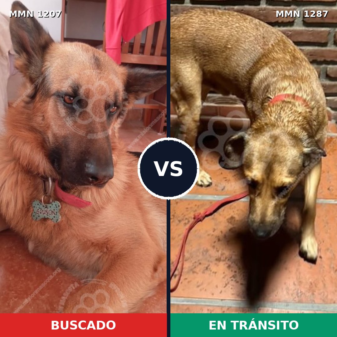 Comparativa MMS 32365: mascota perdida y mascota encontrada, 33% de similitud