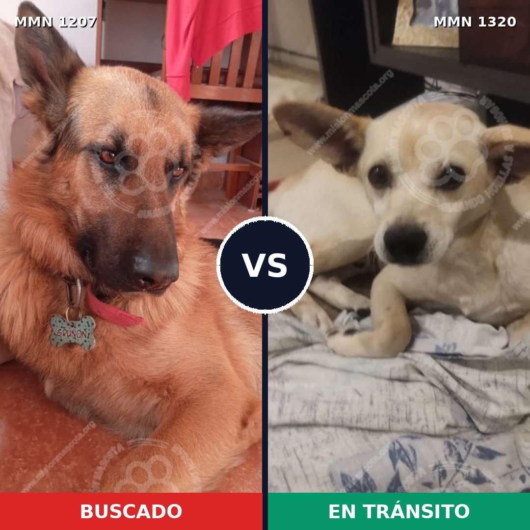 Comparativa MMS 32368: mascota perdida y mascota encontrada, 32% de similitud