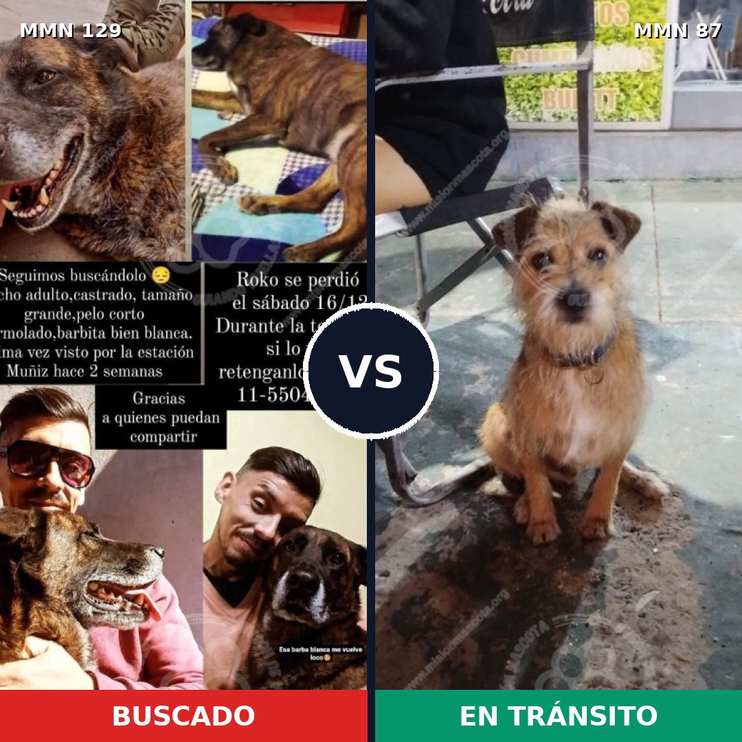 Comparativa MMS 3237: mascota perdida y mascota encontrada, 21% de similitud