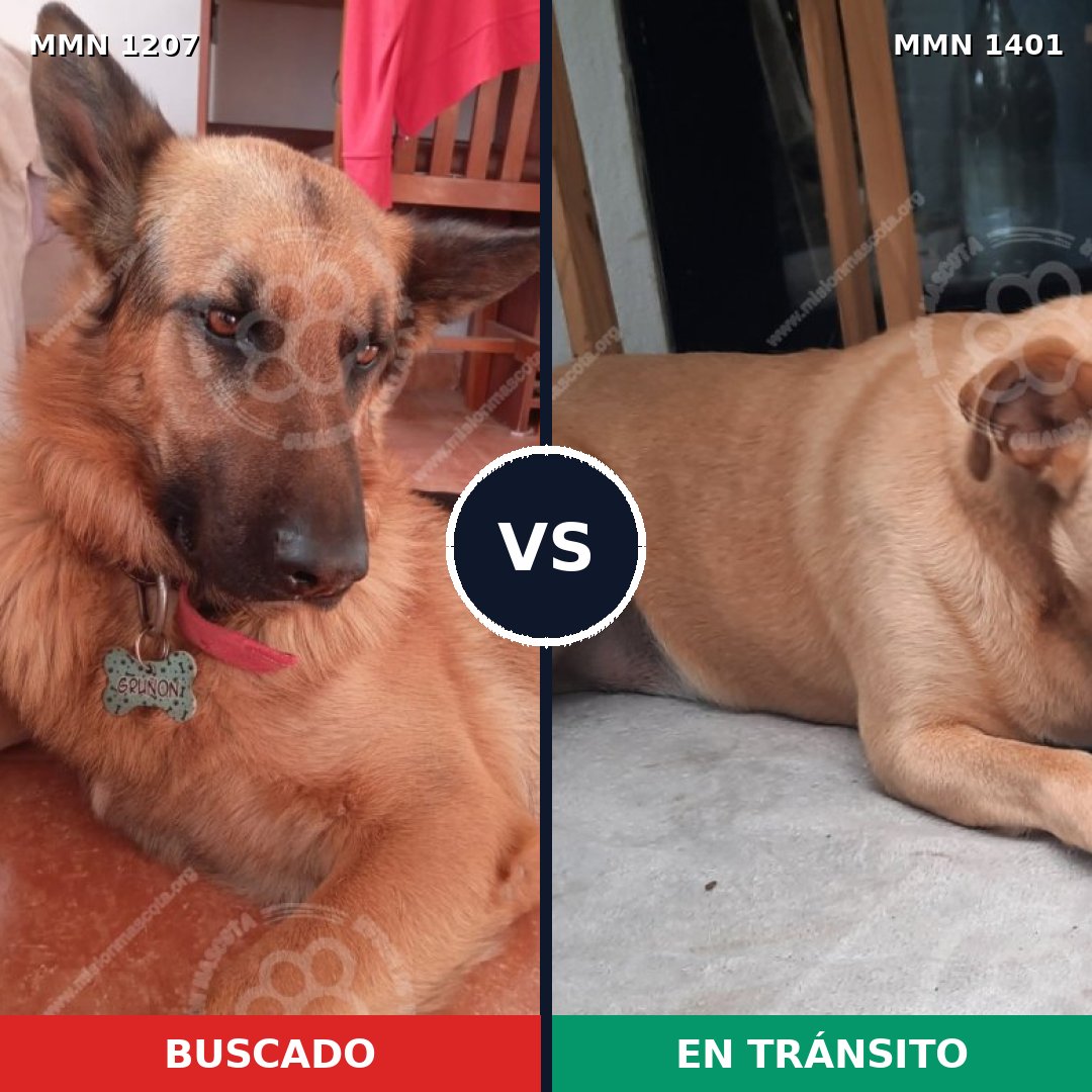 Comparativa MMS 32370: mascota perdida y mascota encontrada, 27% de similitud