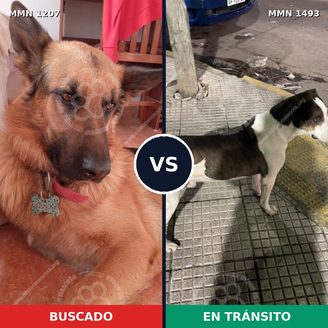 Comparativa MMS 32374: mascota perdida y mascota encontrada, 34% de similitud