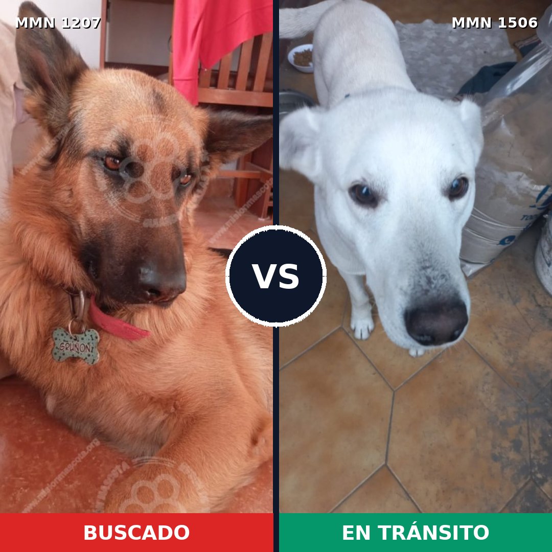 Comparativa MMS 32375: mascota perdida y mascota encontrada, 27% de similitud