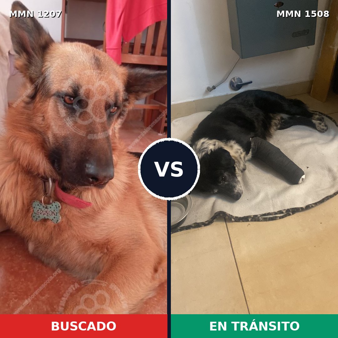 Comparativa MMS 32376: mascota perdida y mascota encontrada, 33% de similitud