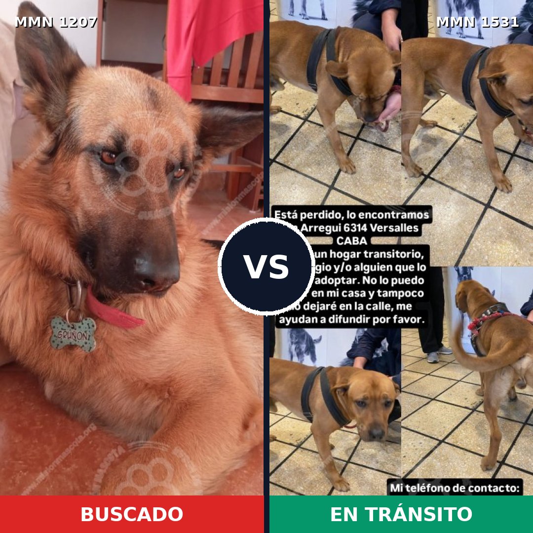 Comparativa MMS 32379: mascota perdida y mascota encontrada, 22% de similitud