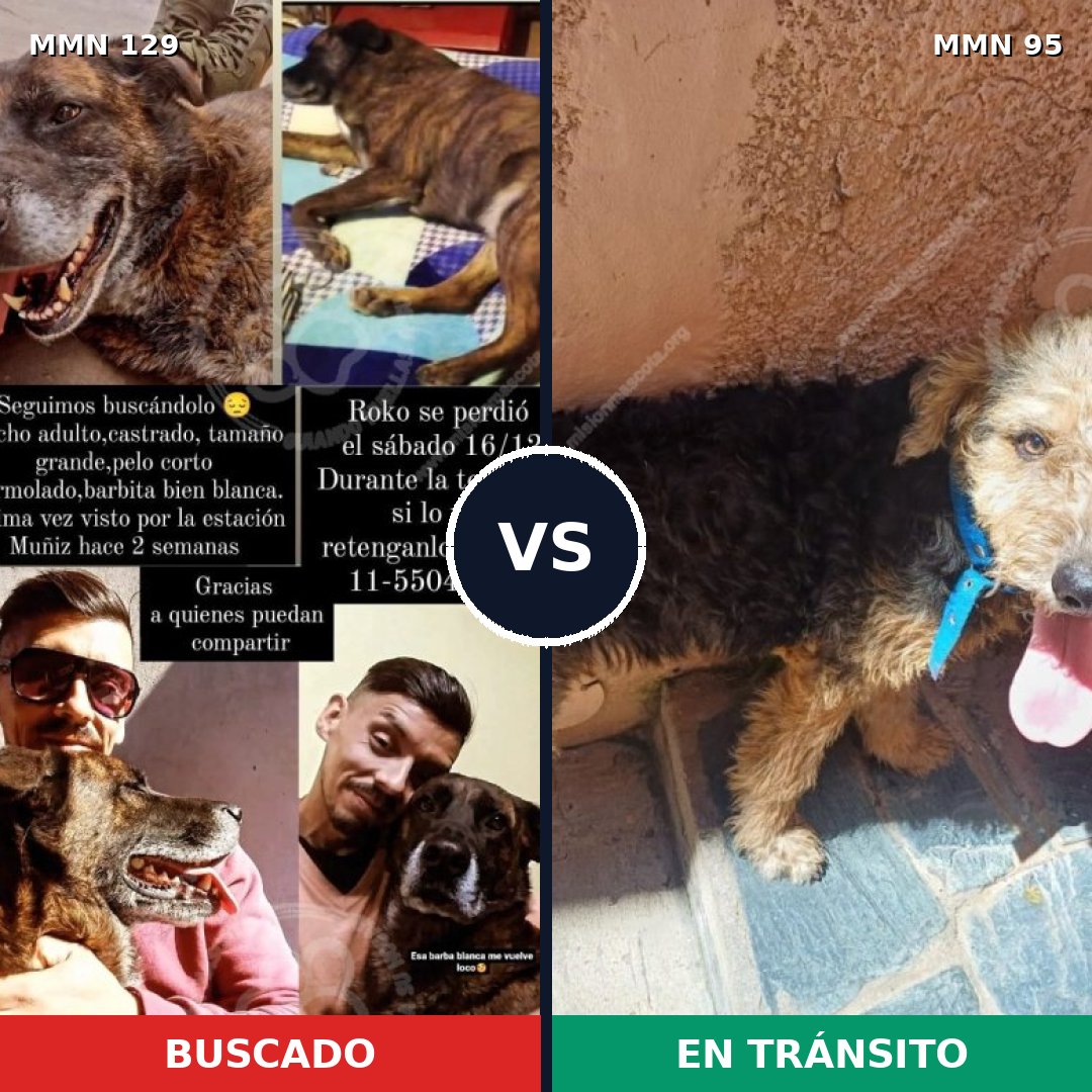 Comparativa MMS 3238: mascota perdida y mascota encontrada, 6% de similitud