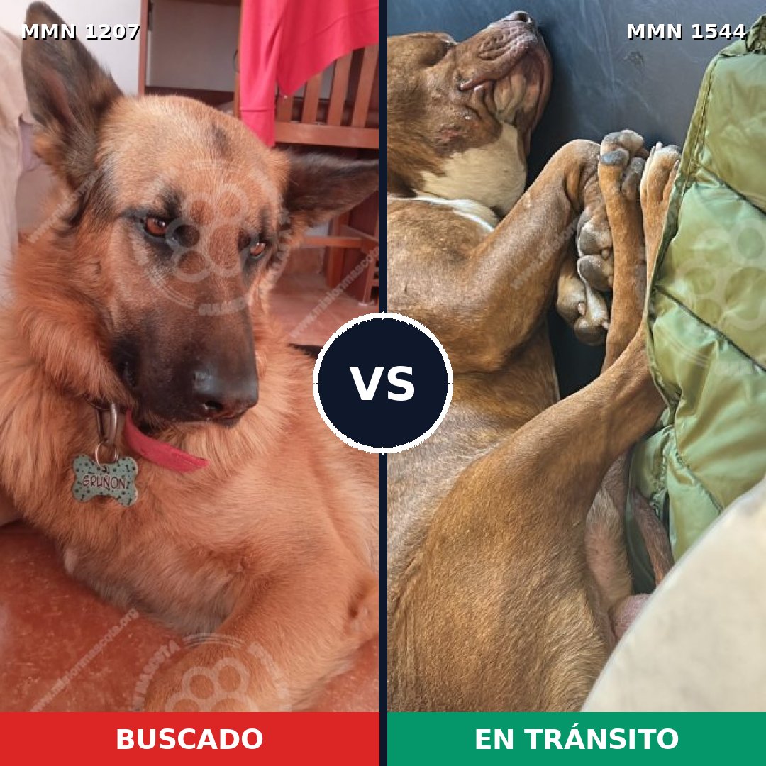Comparativa MMS 32381: mascota perdida y mascota encontrada, 43% de similitud
