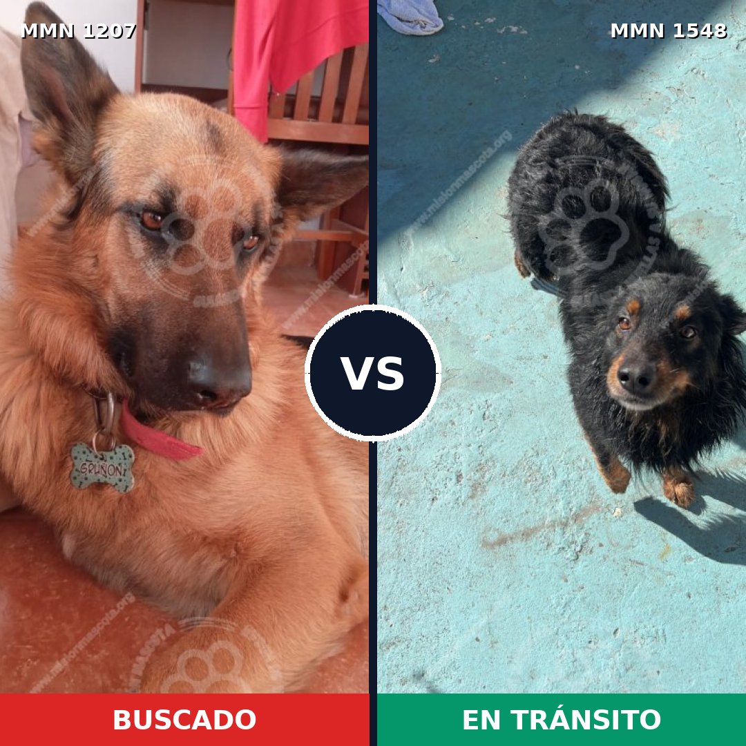 Comparativa MMS 32382: mascota perdida y mascota encontrada, 31% de similitud