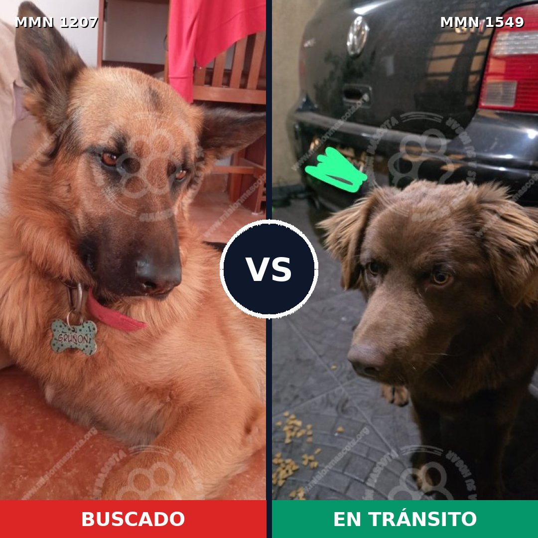 Comparativa MMS 32383: mascota perdida y mascota encontrada, 26% de similitud