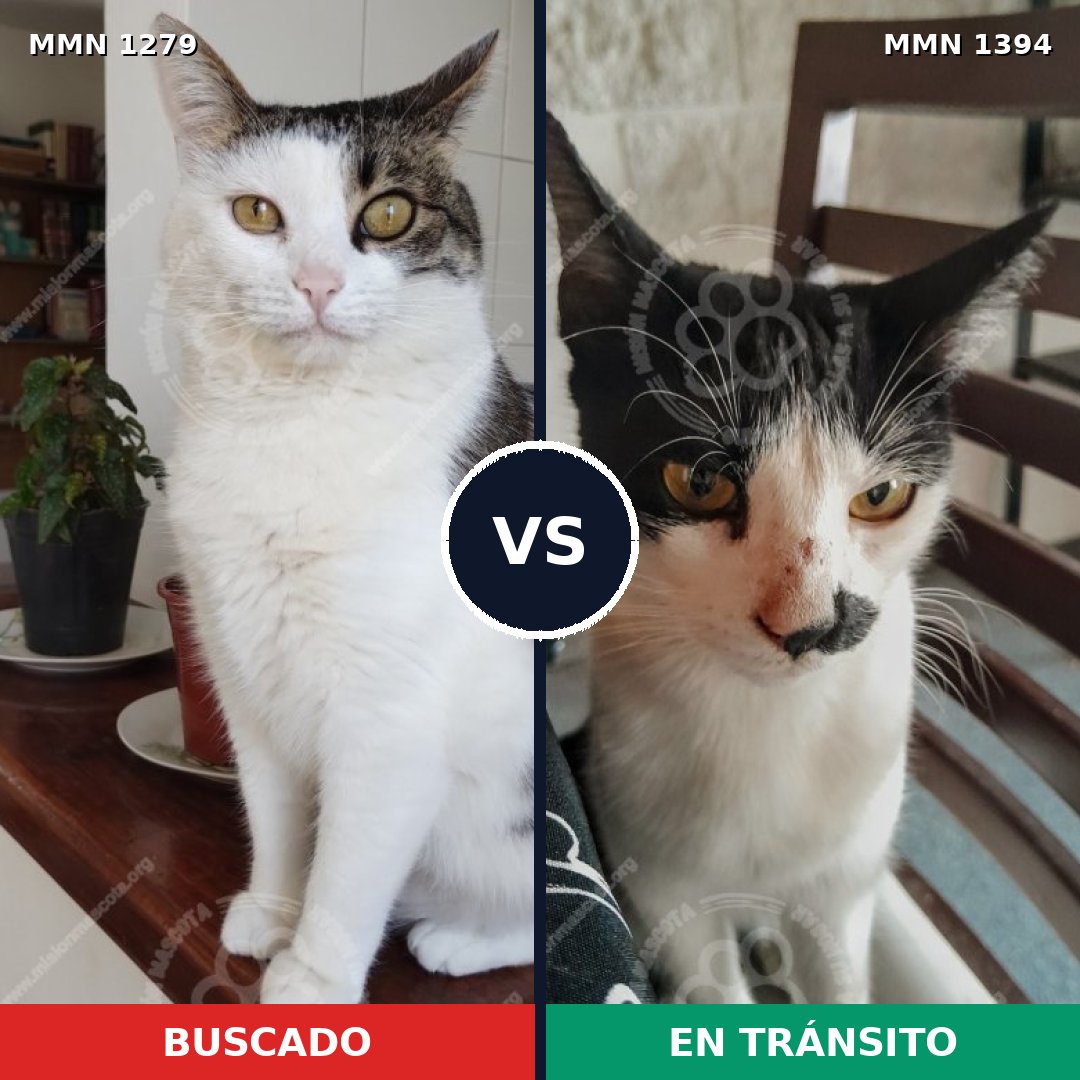 Comparativa MMS 32387: mascota perdida y mascota encontrada, 77% de similitud