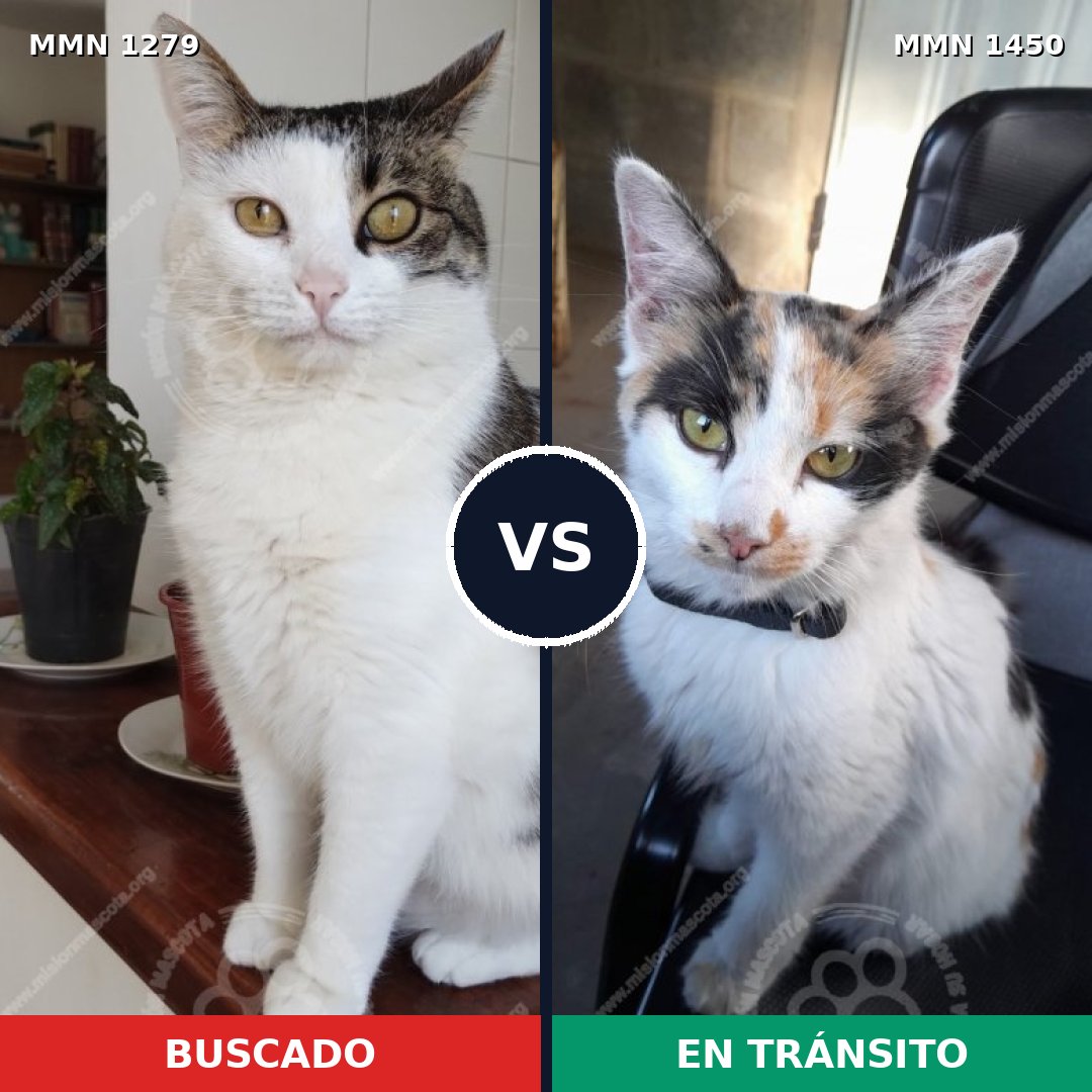 Comparativa MMS 32388: mascota perdida y mascota encontrada, 56% de similitud