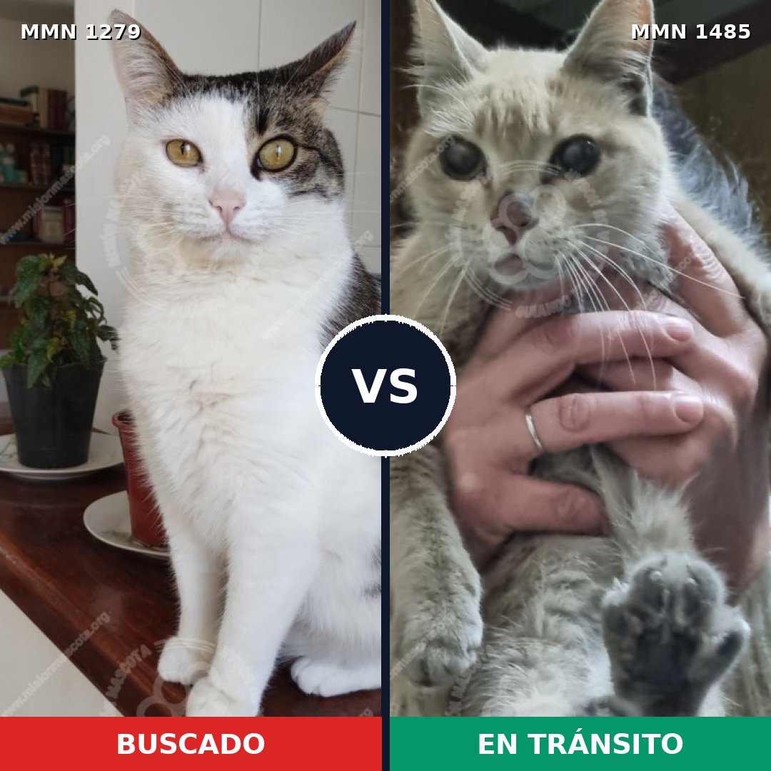 Comparativa MMS 32389: mascota perdida y mascota encontrada, 55% de similitud