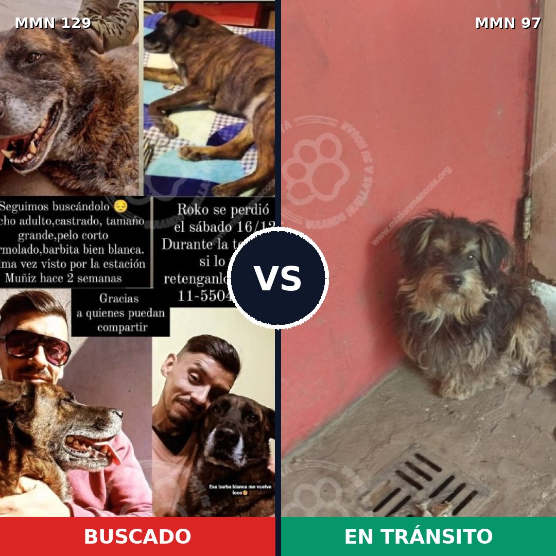 Comparativa MMS 3239: mascota perdida y mascota encontrada, 6% de similitud
