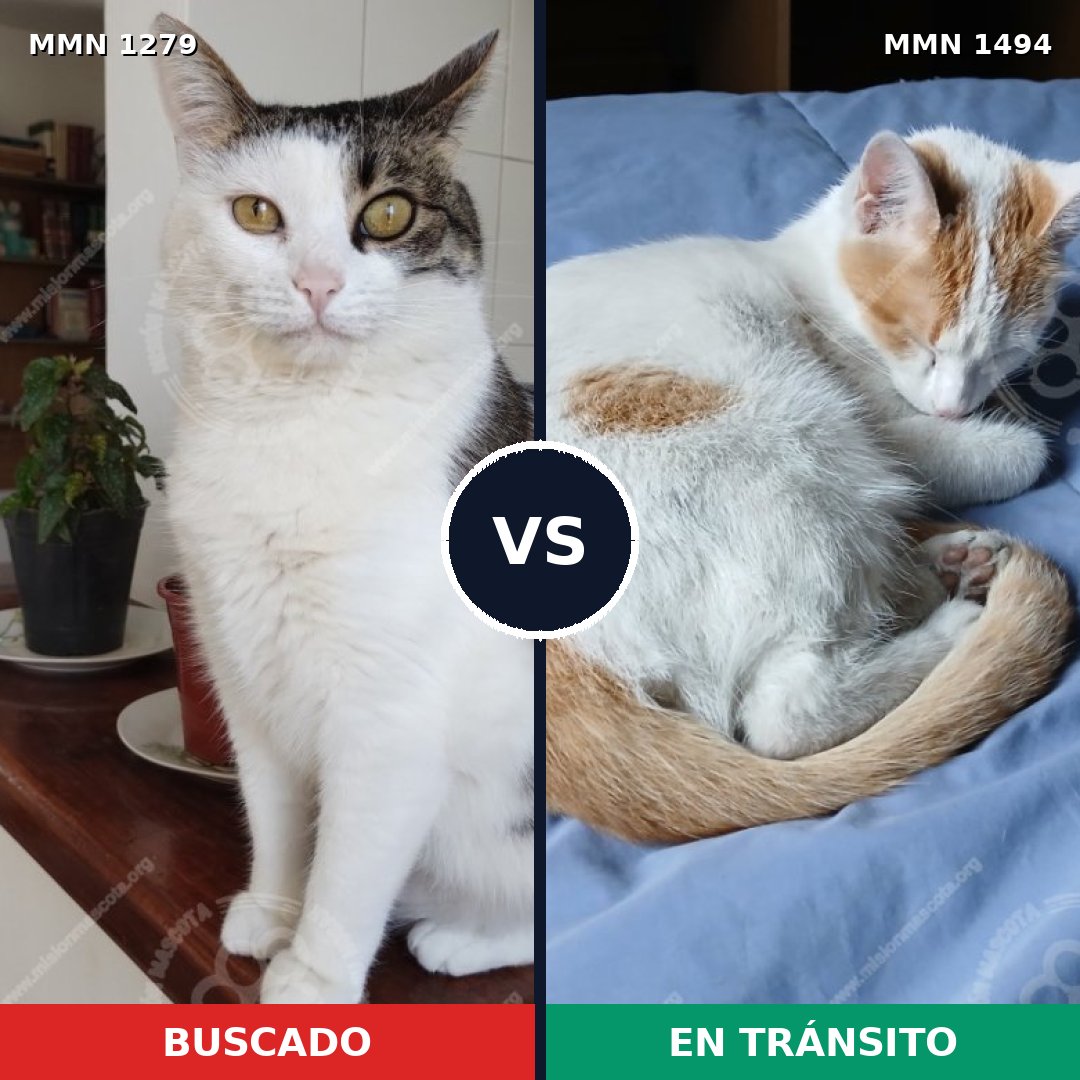 Comparativa MMS 32390: mascota perdida y mascota encontrada, 56% de similitud