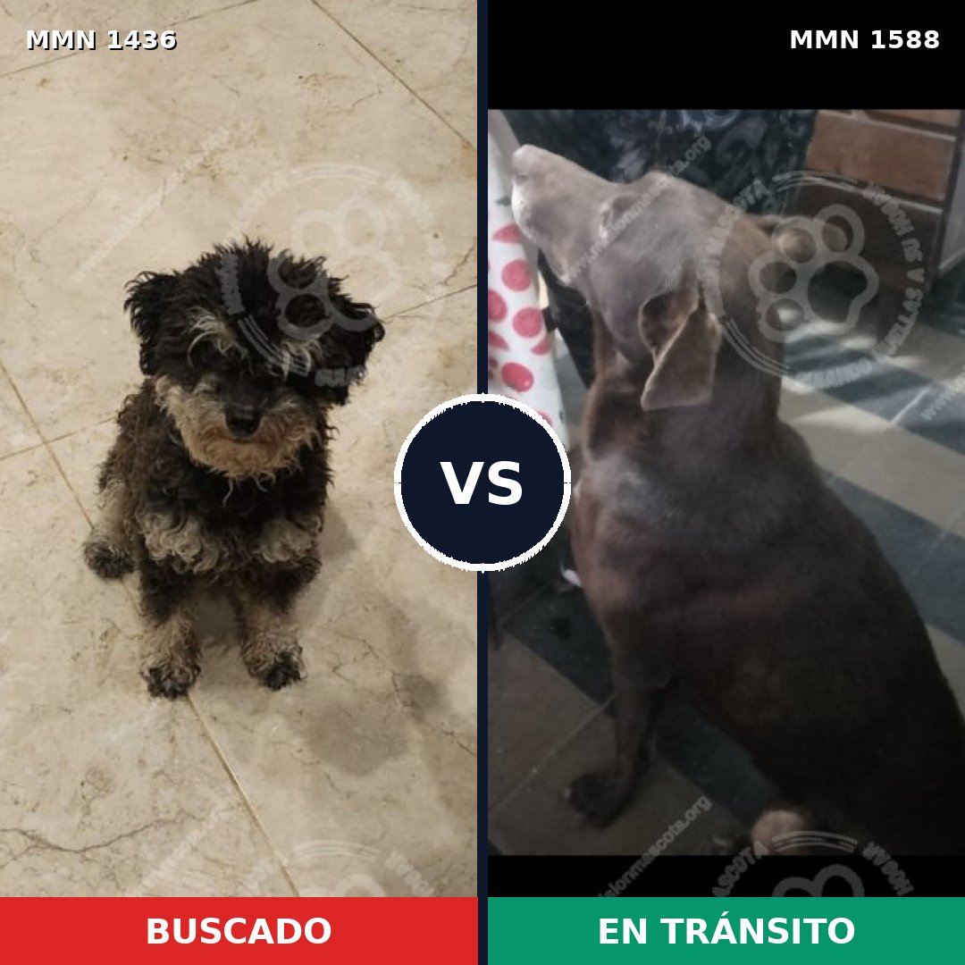 Comparativa MMS 32395: mascota perdida y mascota encontrada, 48% de similitud