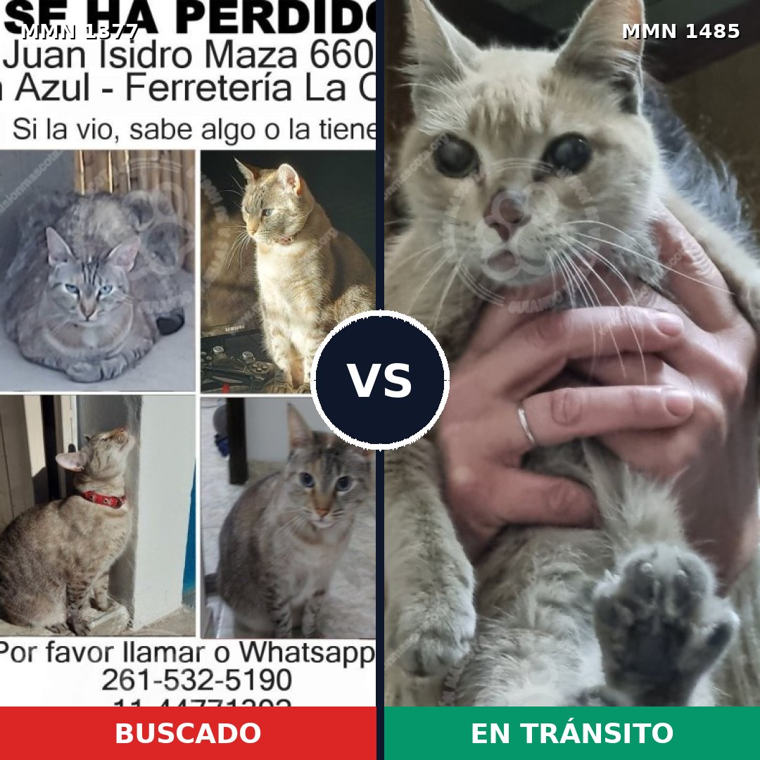 Comparativa MMS 32396: mascota perdida y mascota encontrada, 38% de similitud