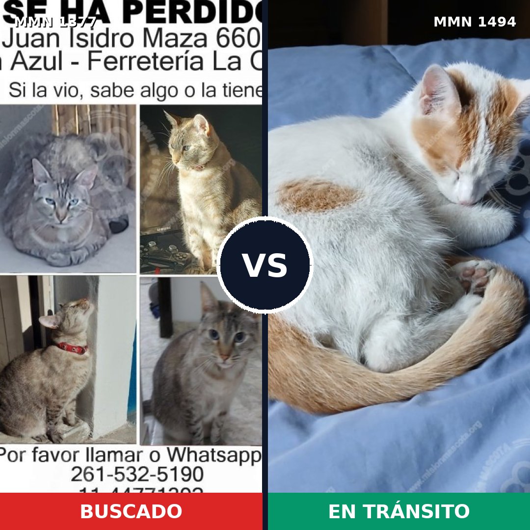 Comparativa MMS 32397: mascota perdida y mascota encontrada, 37% de similitud