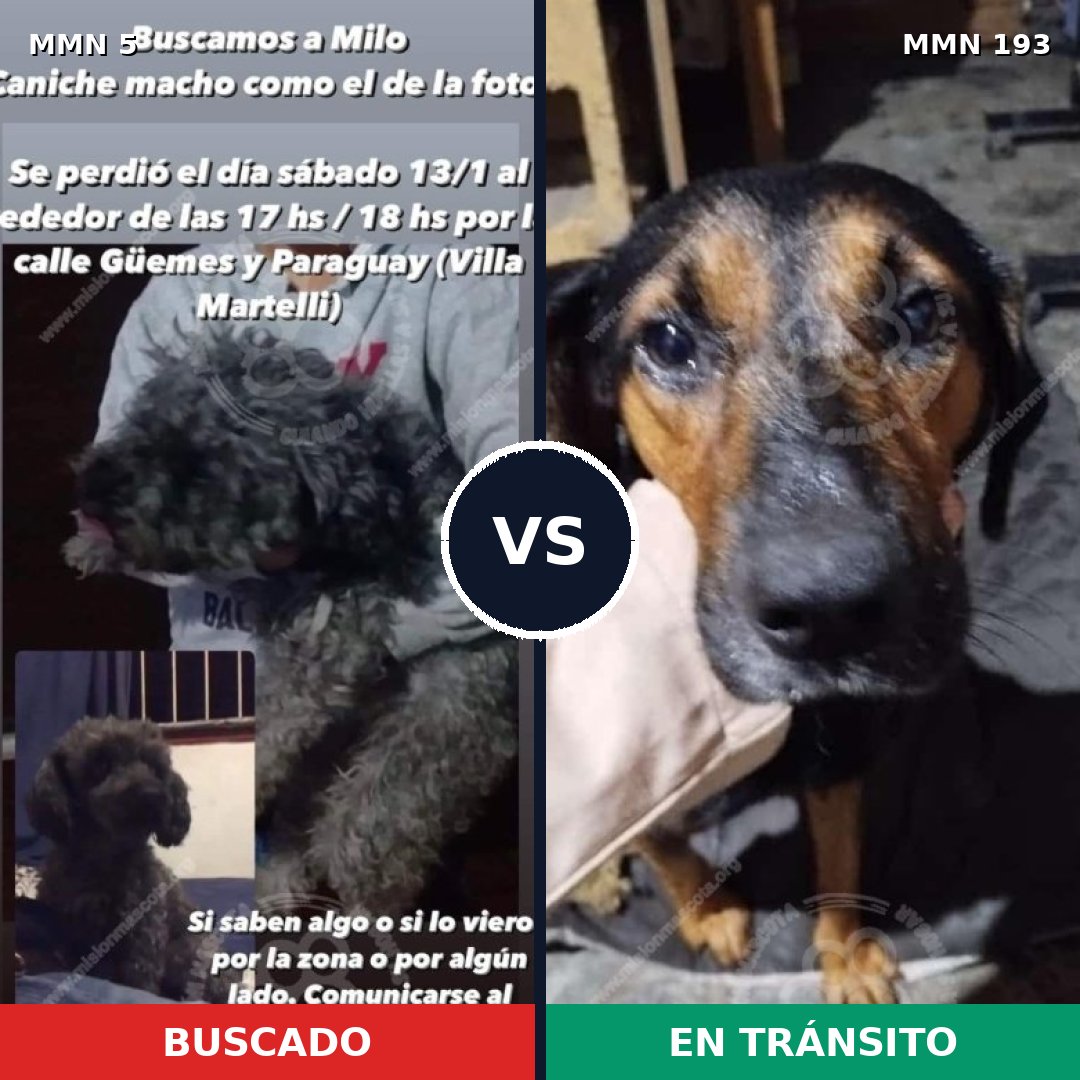 Comparativa MMS 324: mascota perdida y mascota encontrada, 39% de similitud