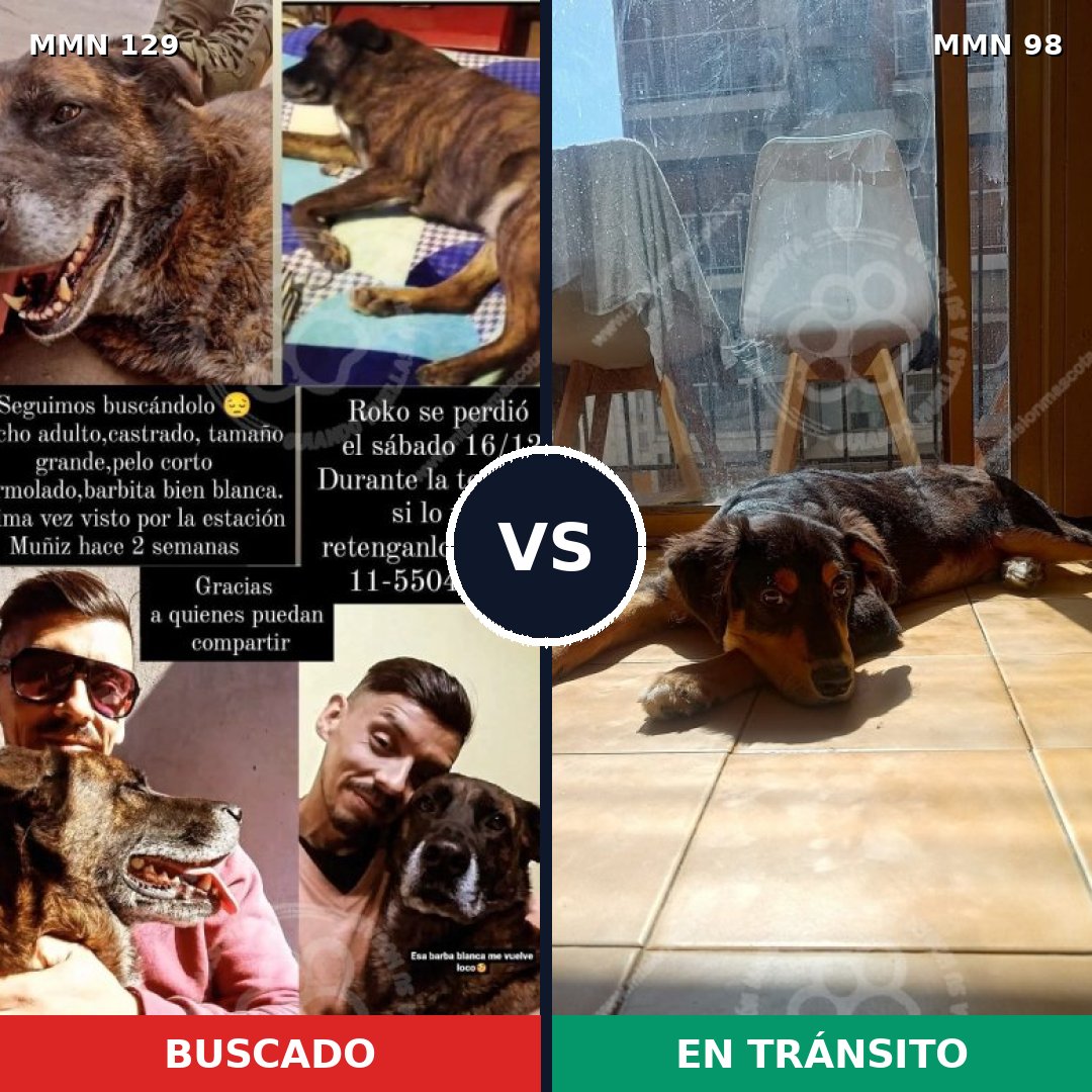 Comparativa MMS 3240: mascota perdida y mascota encontrada, 22% de similitud