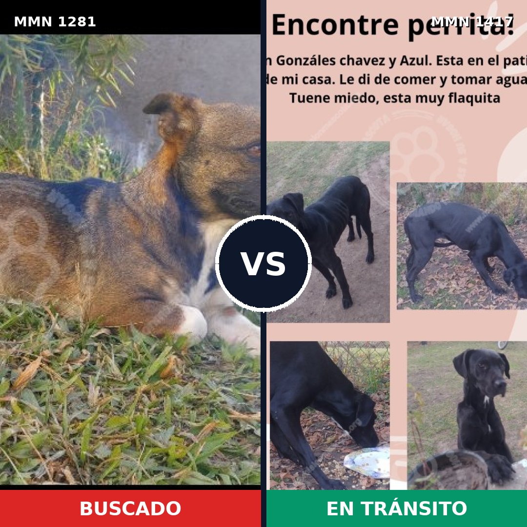 Comparativa MMS 32403: mascota perdida y mascota encontrada, 70% de similitud