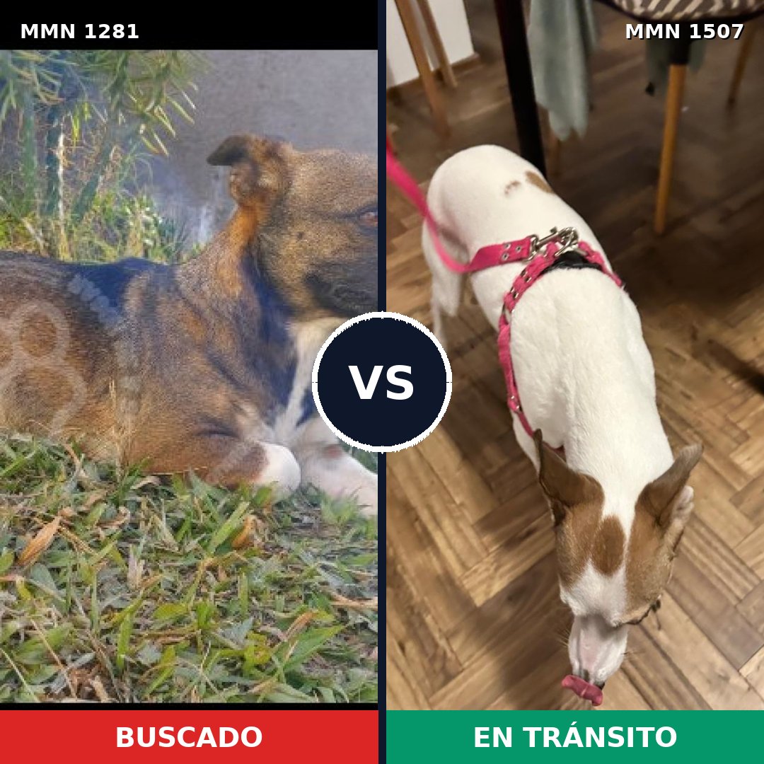 Comparativa MMS 32406: mascota perdida y mascota encontrada, 54% de similitud