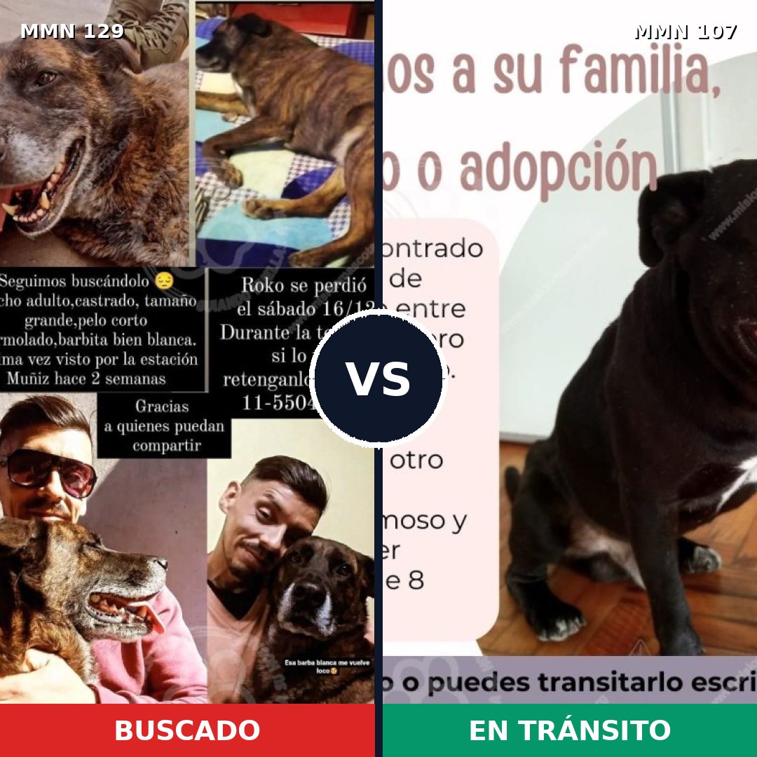 Comparativa MMS 3241: mascota perdida y mascota encontrada, 12% de similitud