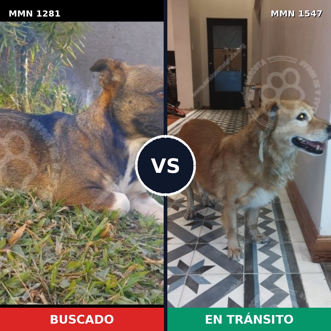 Comparativa MMS 32410: mascota perdida y mascota encontrada, 50% de similitud