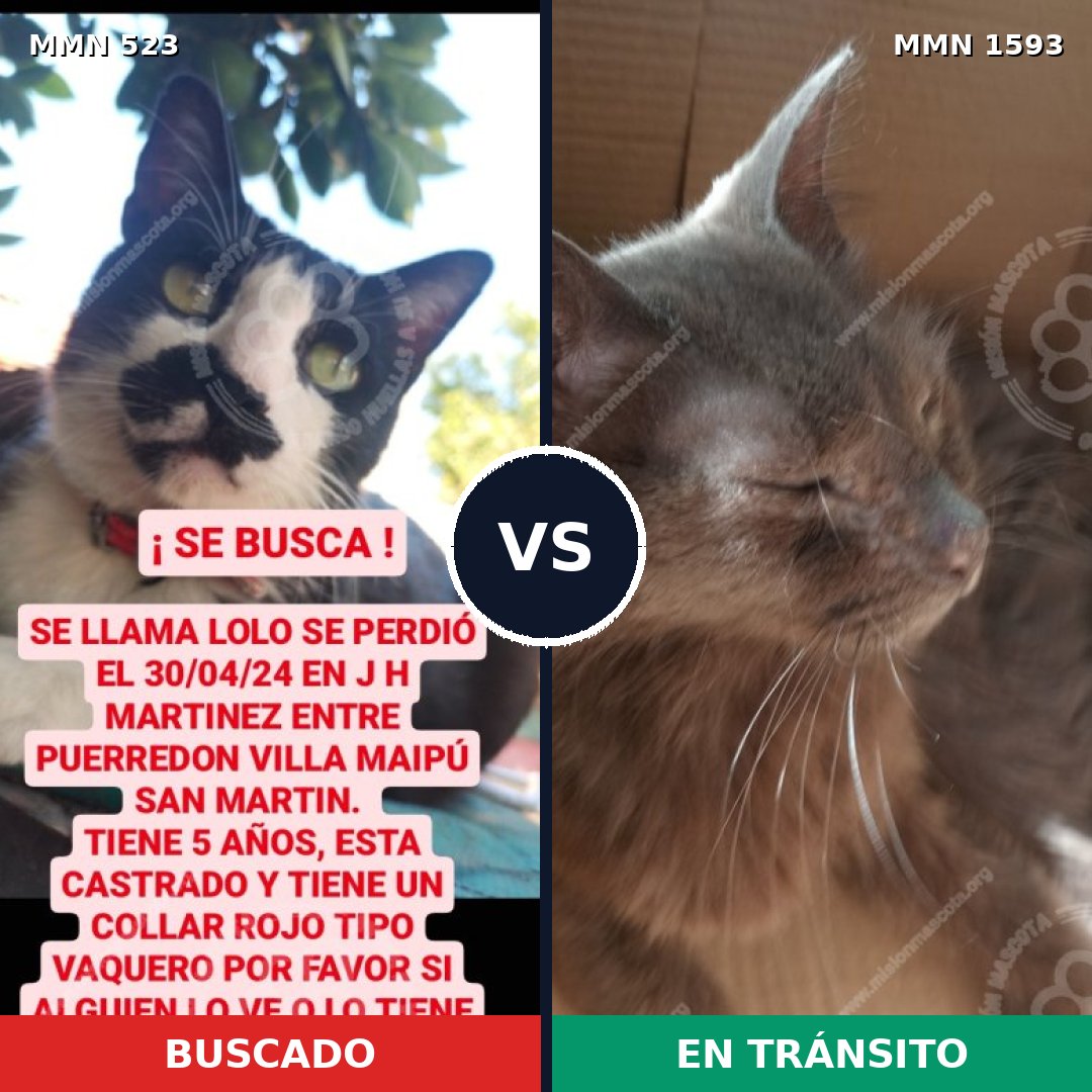 Comparativa MMS 32414: mascota perdida y mascota encontrada, 31% de similitud
