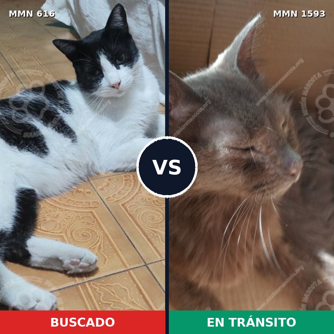 Comparativa MMS 32416: mascota perdida y mascota encontrada, 43% de similitud