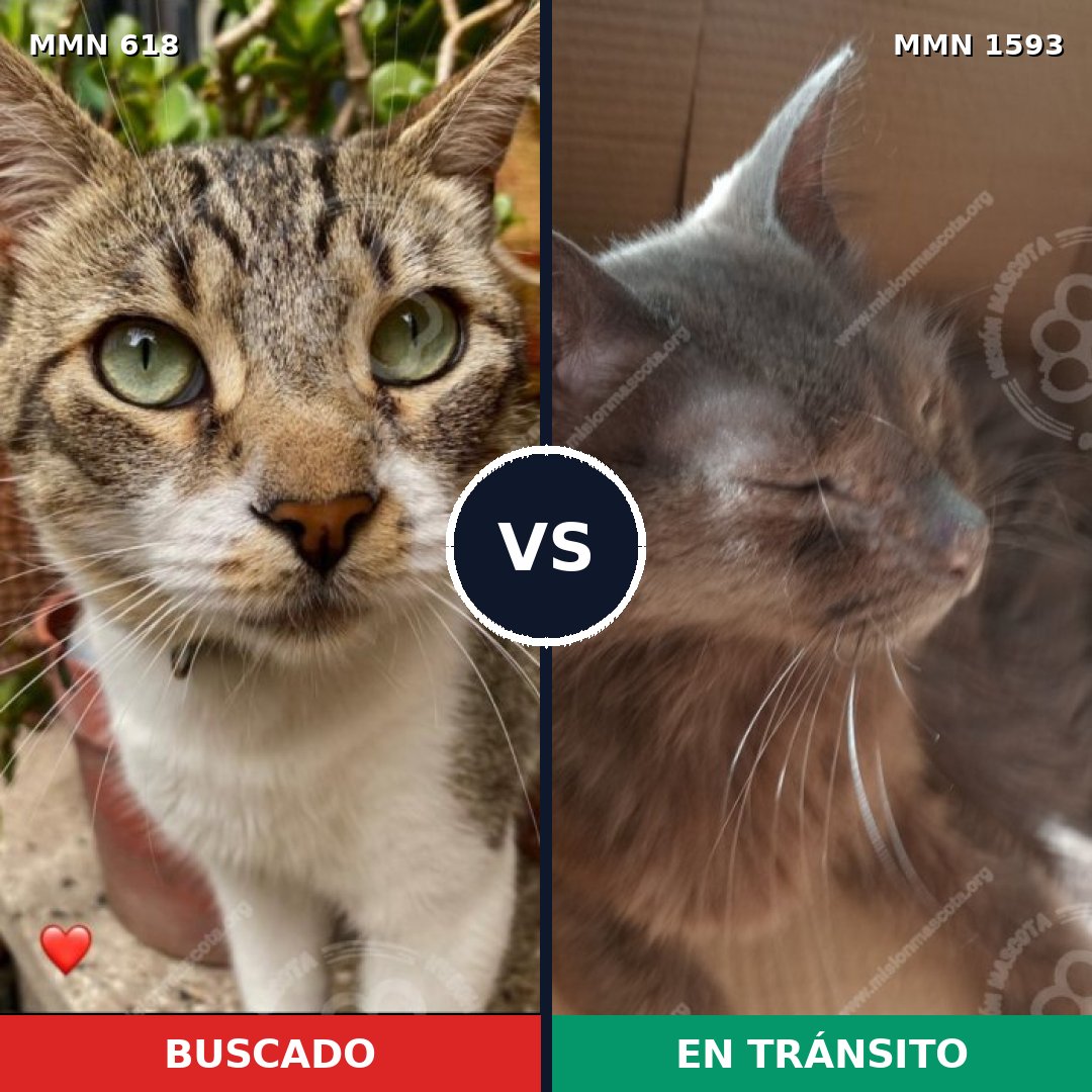 Comparativa MMS 32417: mascota perdida y mascota encontrada, 34% de similitud