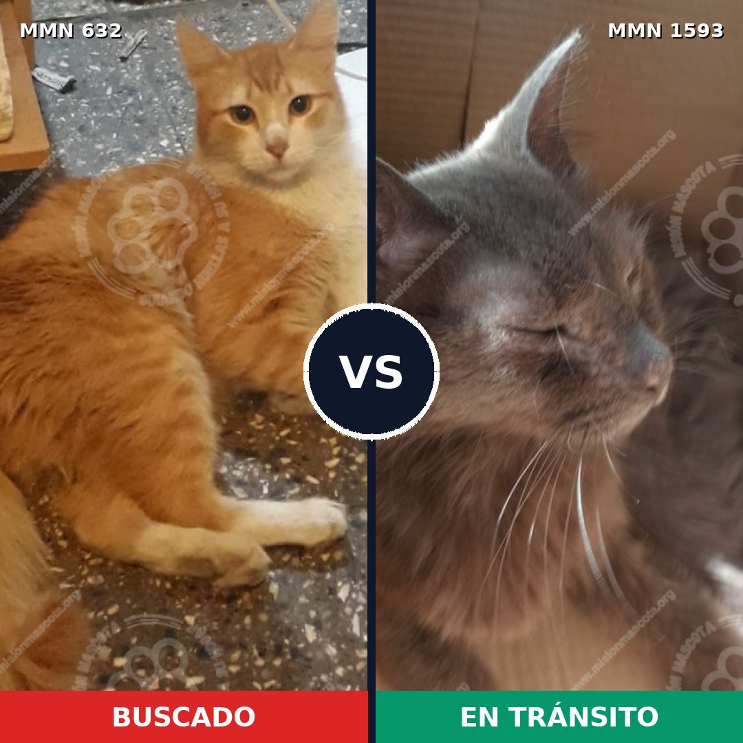 Comparativa MMS 32418: mascota perdida y mascota encontrada, 43% de similitud