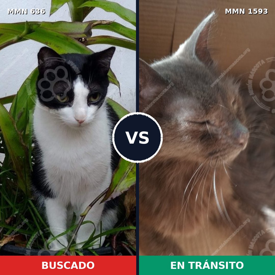 Comparativa MMS 32419: mascota perdida y mascota encontrada, 43% de similitud